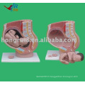 Anatomie du pélvis de grossesse avancée (4 parties), anatomie féminine Modèle